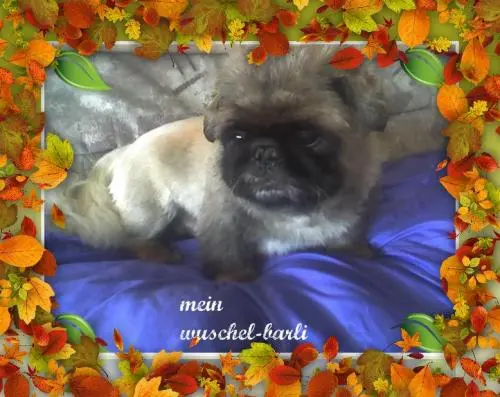 Image from meine zwei lieben wuschel-bärli und sheila