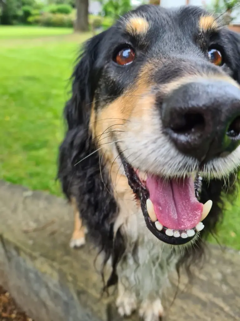 Bild von Boomer