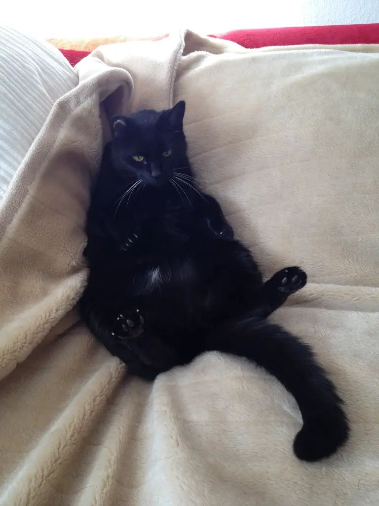 Image from Finny