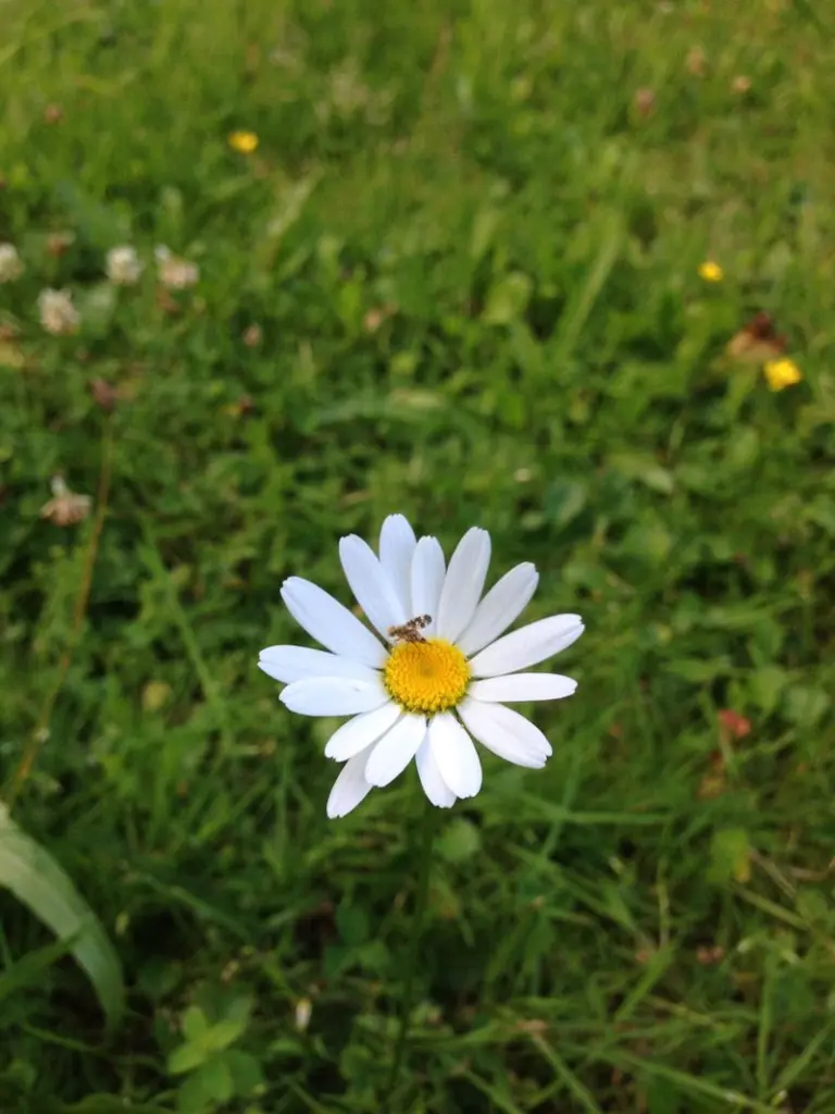 Condolence image of Anja