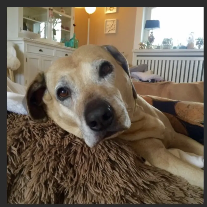 Condolence image of Anja