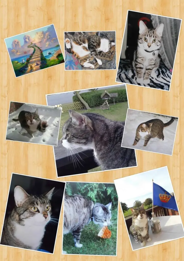 Condolence image of Reimund Bernatzki