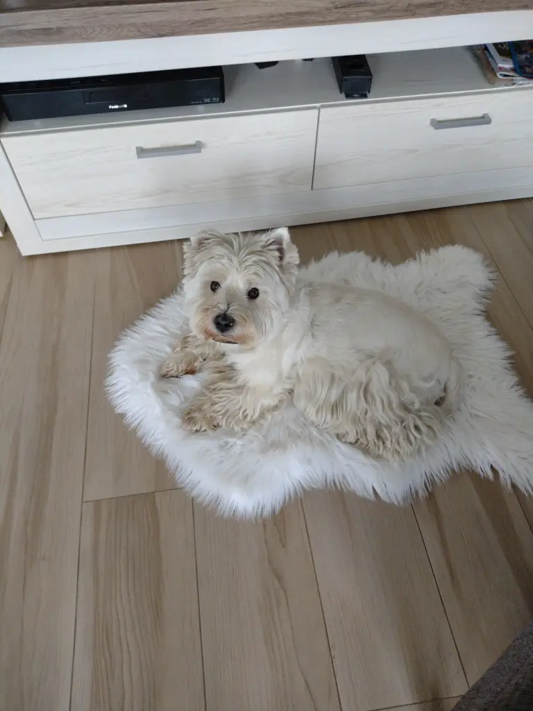 Andachtsbild von Monika Merlin u Quincy im Herzen