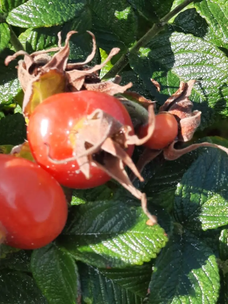 Condolence image of CLAUDIA 