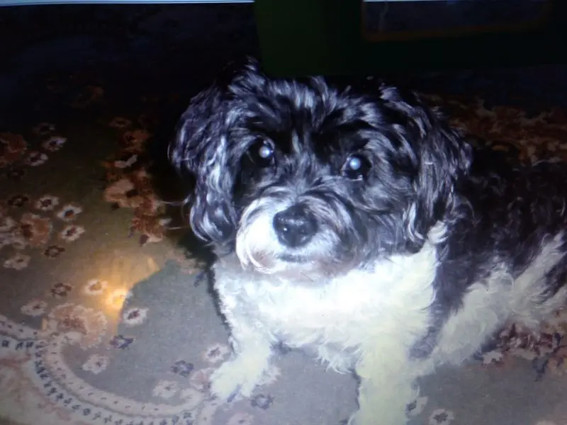 Andachtsbild von Sigrid