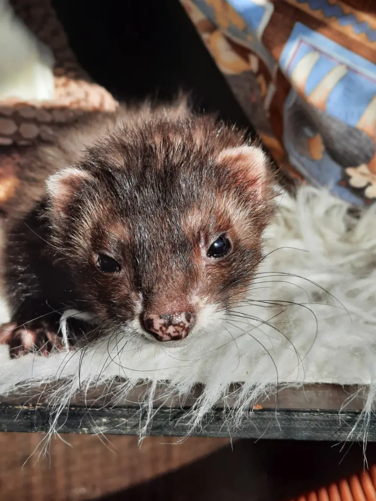 Andachtsbild von Unbekannt