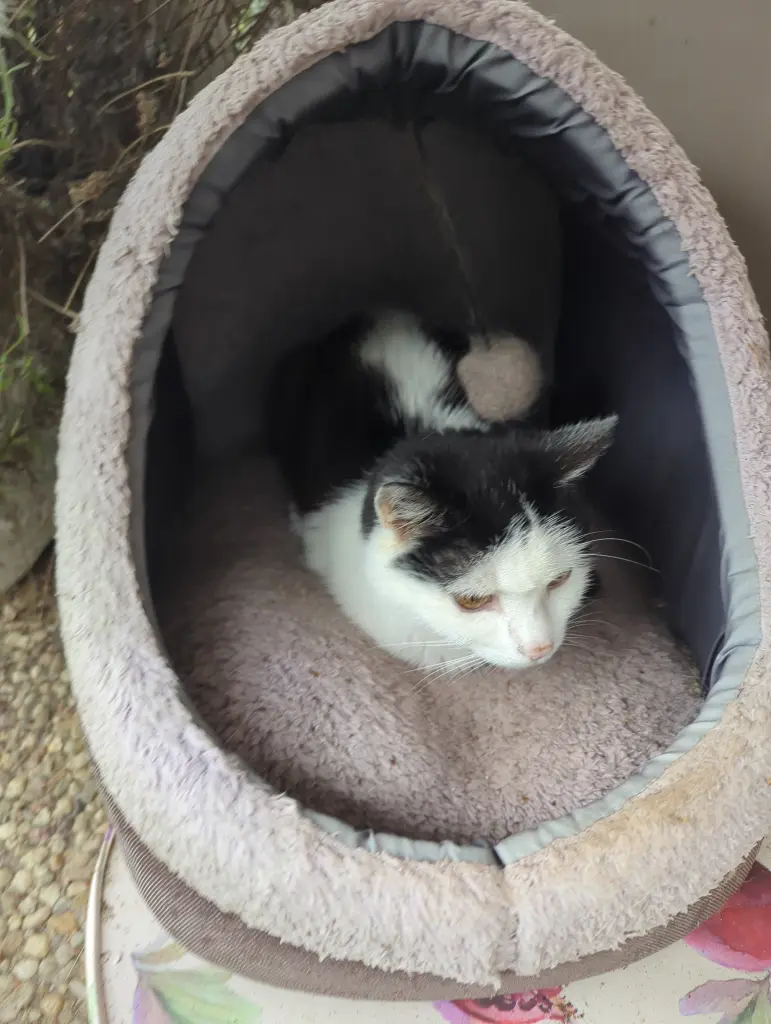 Andachtsbild von Claudia, David, Marie und Panther im Herzen ❤️