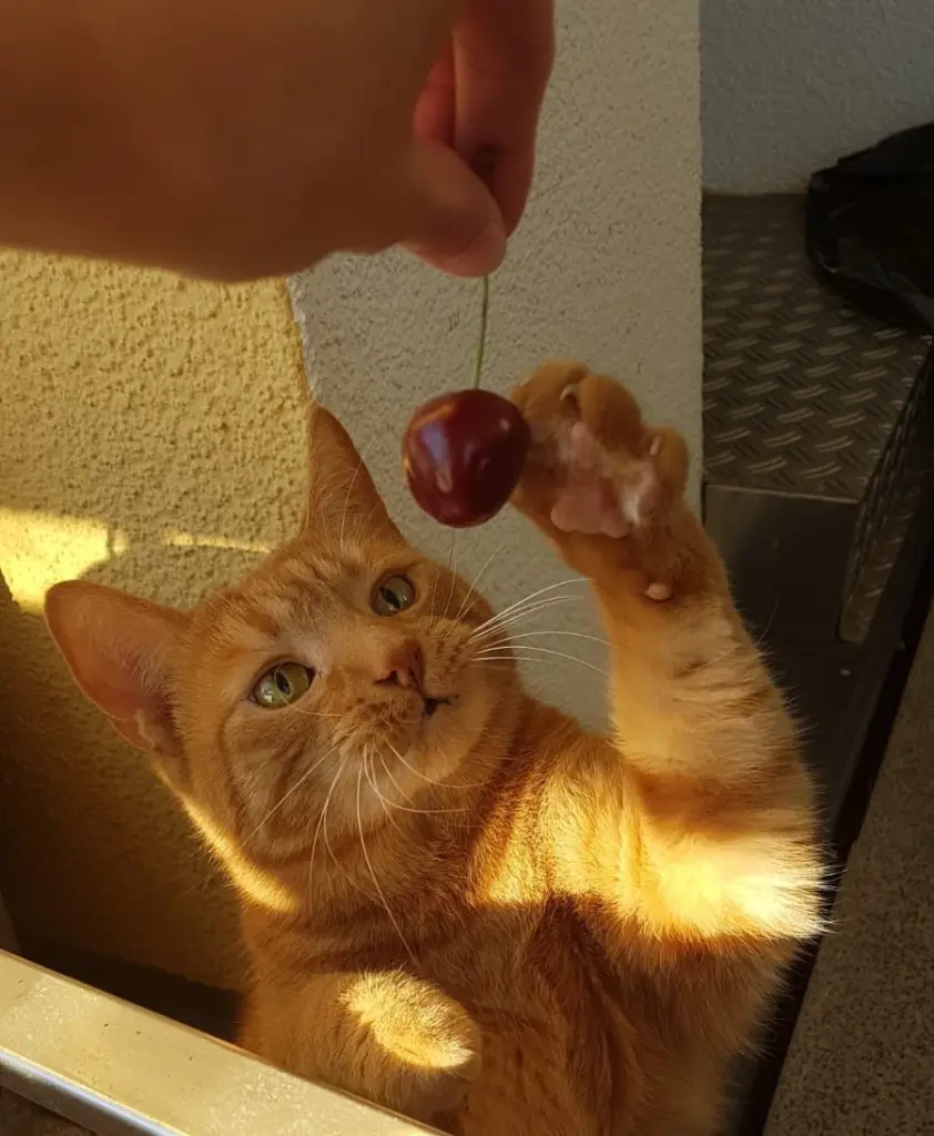 Andachtsbild von Ute mit *Charly*