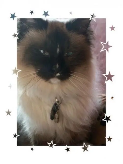 Image from Balou