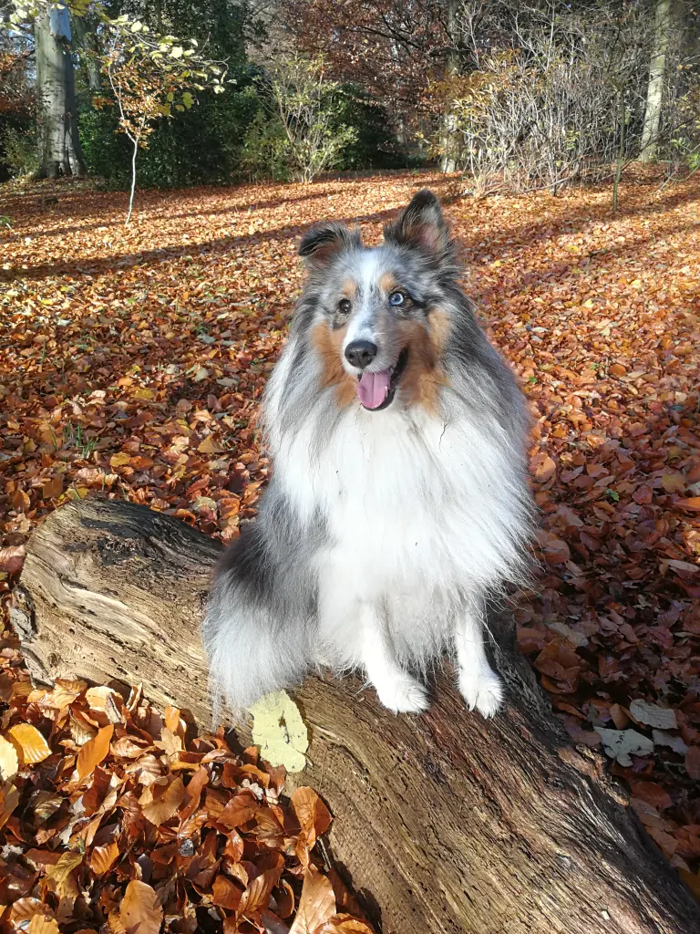 Andachtsbild von Anke