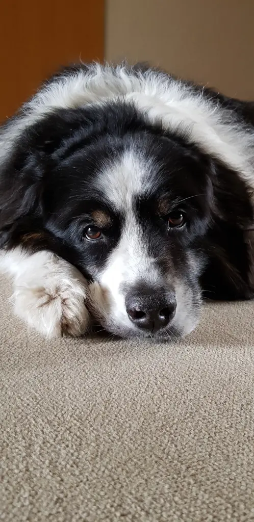 Andachtsbild von Annette mit Buddy im ❤️