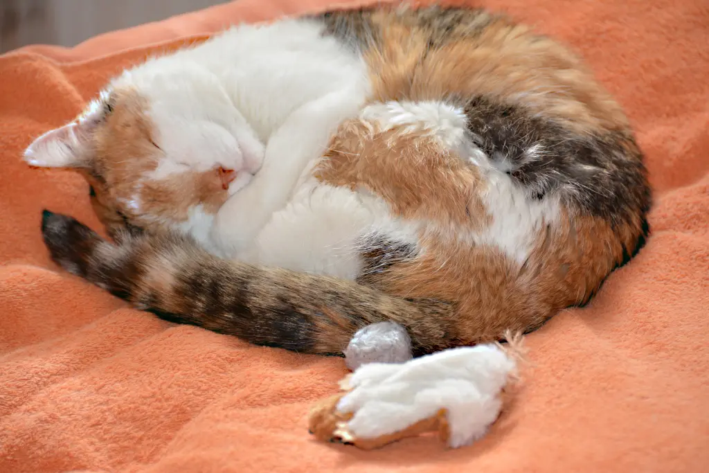 Condolence image of Sabine mit Mimmi im Herzen