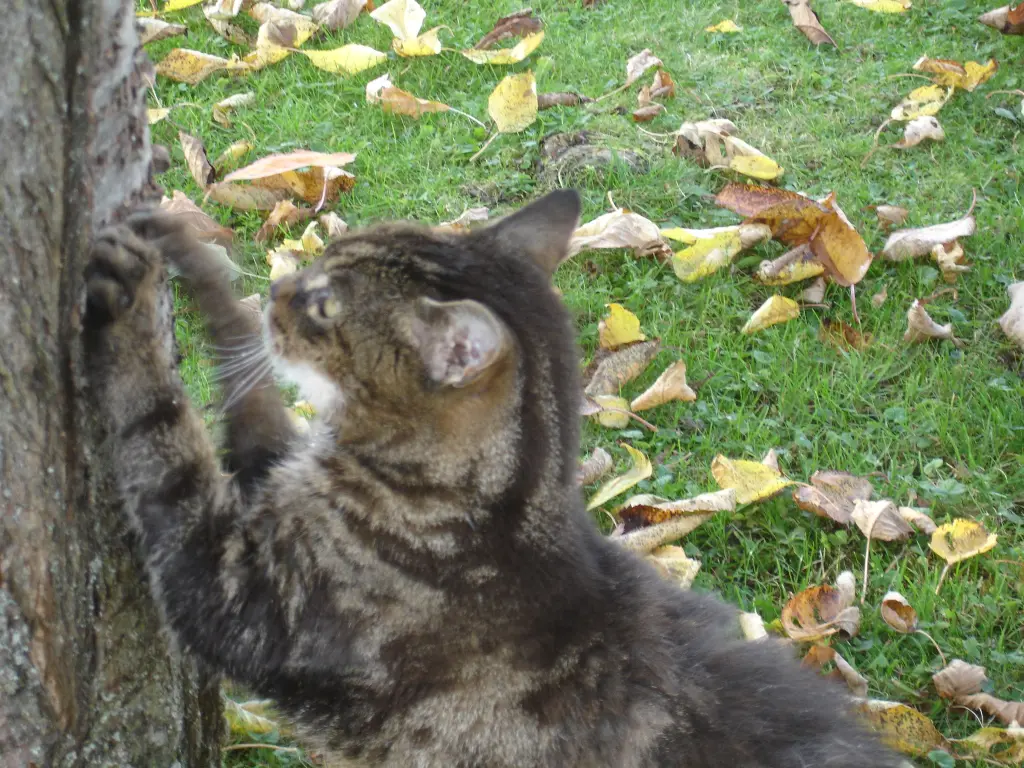 Condolence image of Frauchen