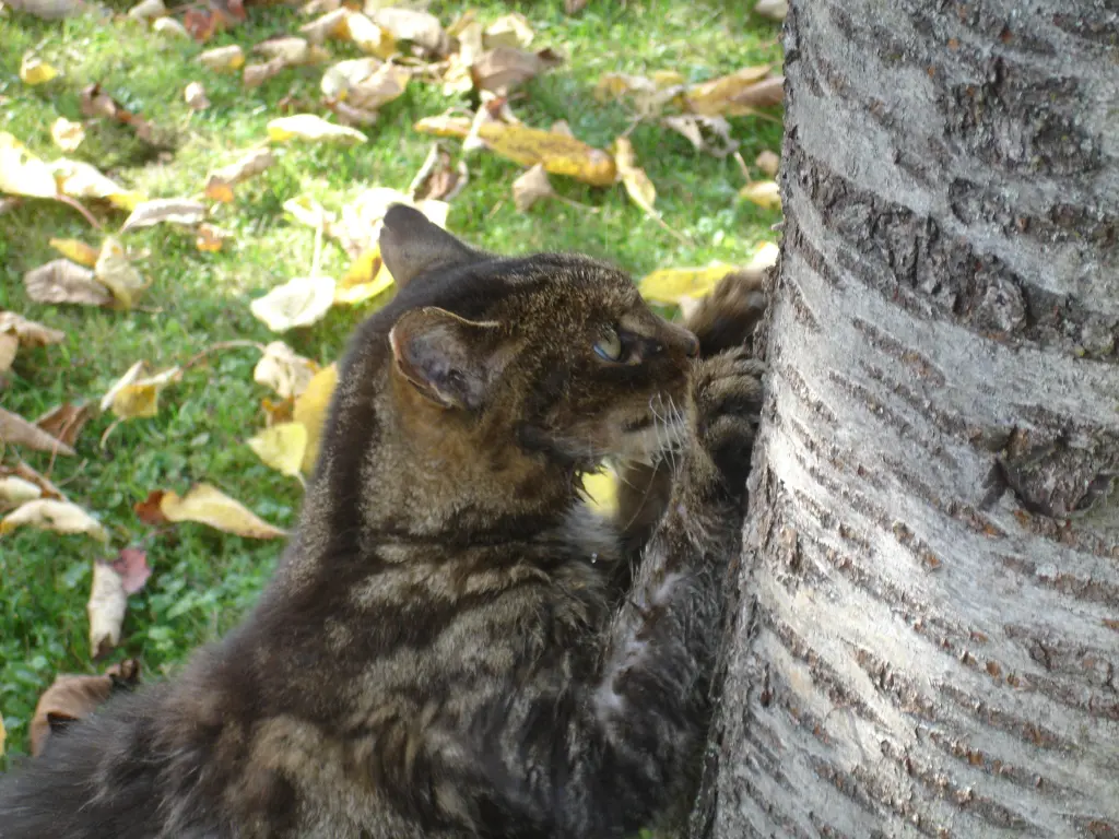 Condolence image of Frauchen