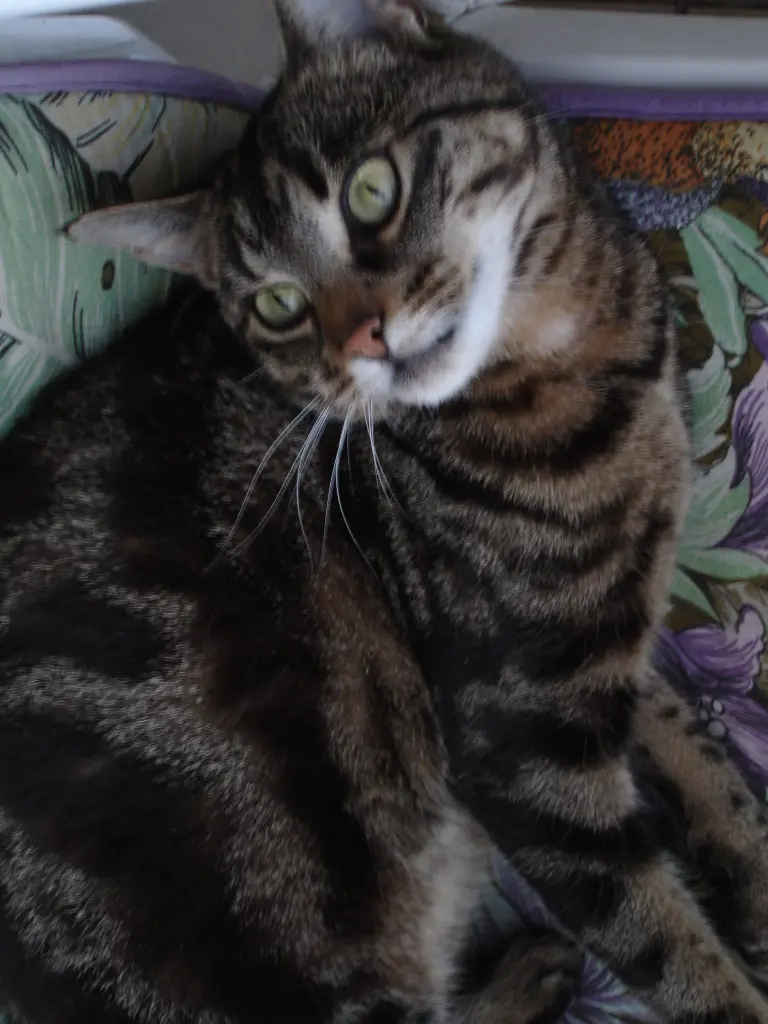 Condolence image of Frauchen