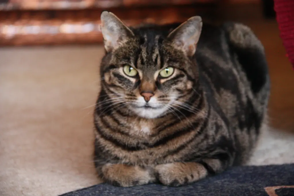 Condolence image of Frauchen