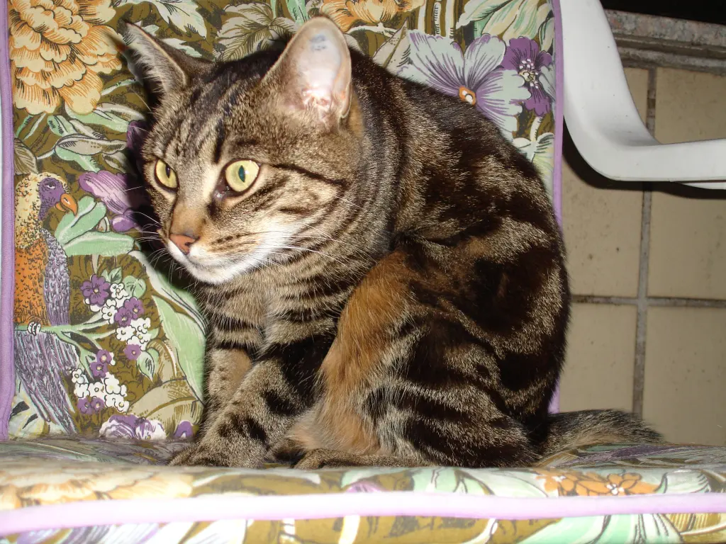 Condolence image of Frauchen