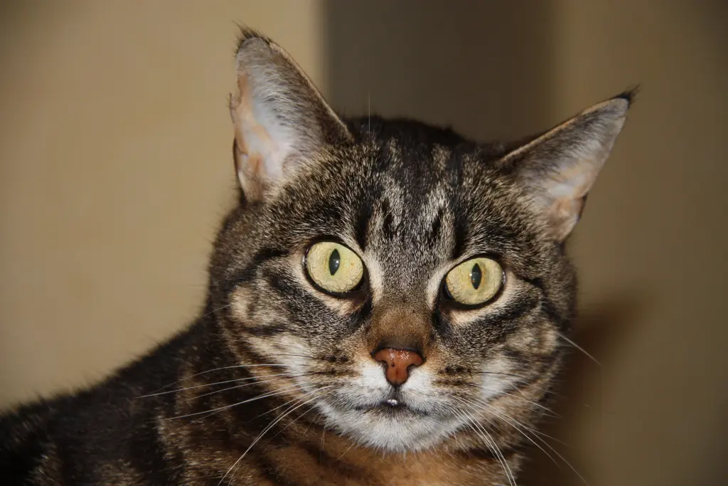 Condolence image of Frauchen