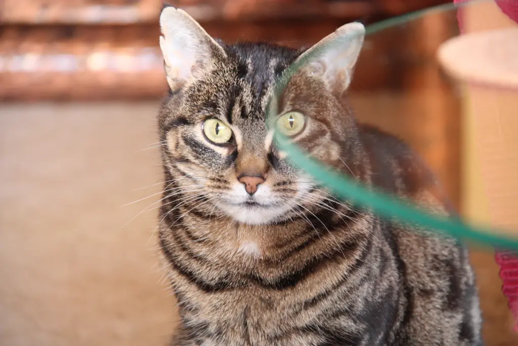 Condolence image of Frauchen