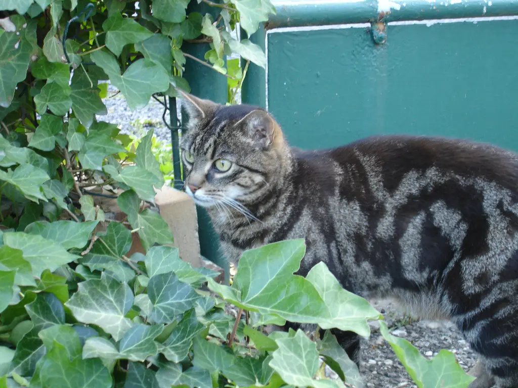 Condolence image of FRAUCHEN