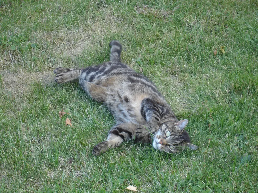 Condolence image of FRAUCHEN