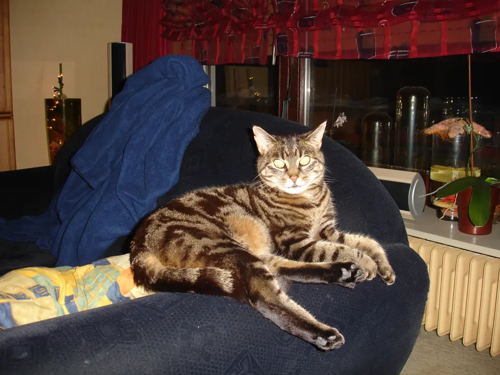 Condolence image of Frauchen