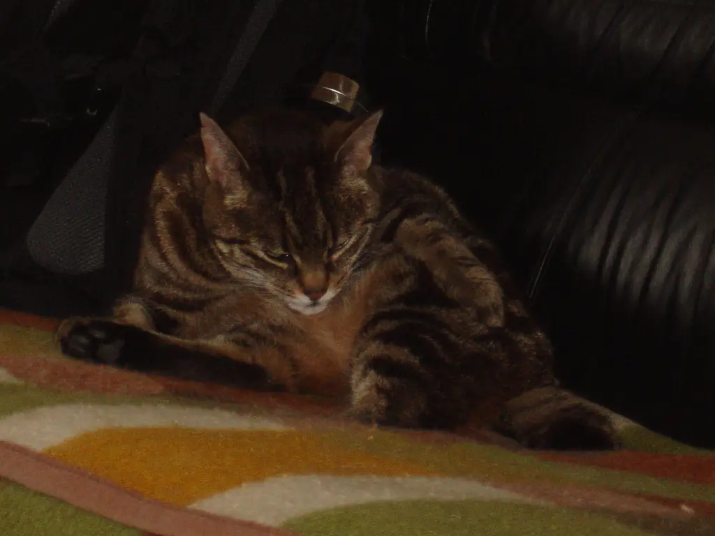 Condolence image of Frauchen