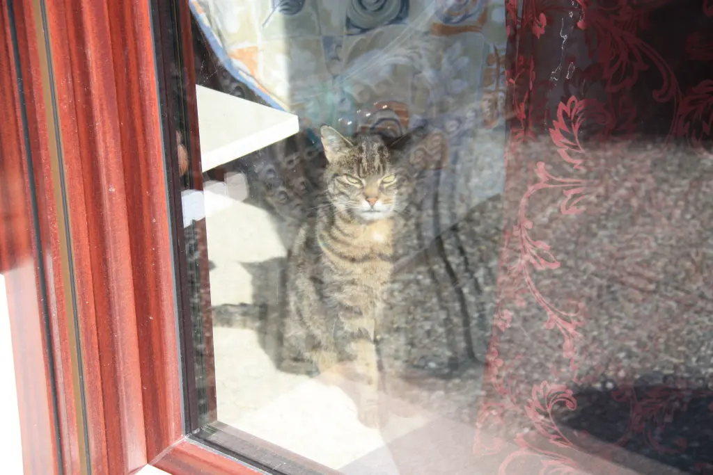 Condolence image of Frauchen