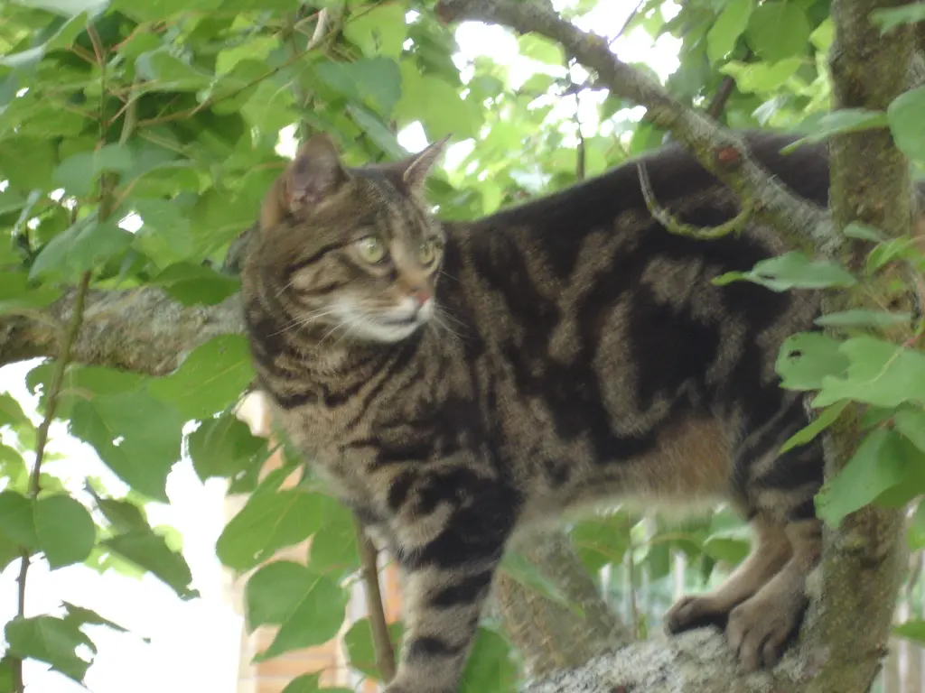 Condolence image of Frauchen