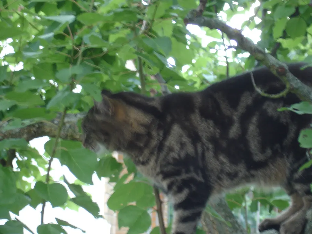 Condolence image of Frauchen