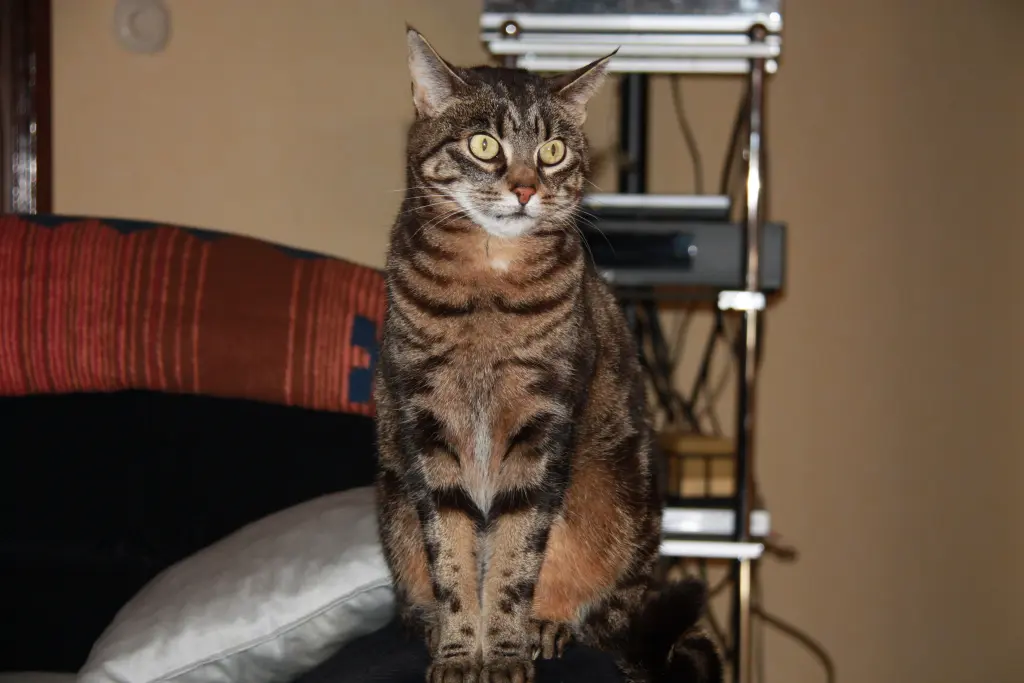 Condolence image of FÜR MEINEN ENGEL JULIE