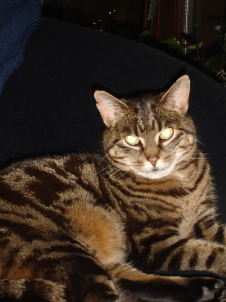 Condolence image of Frauchen