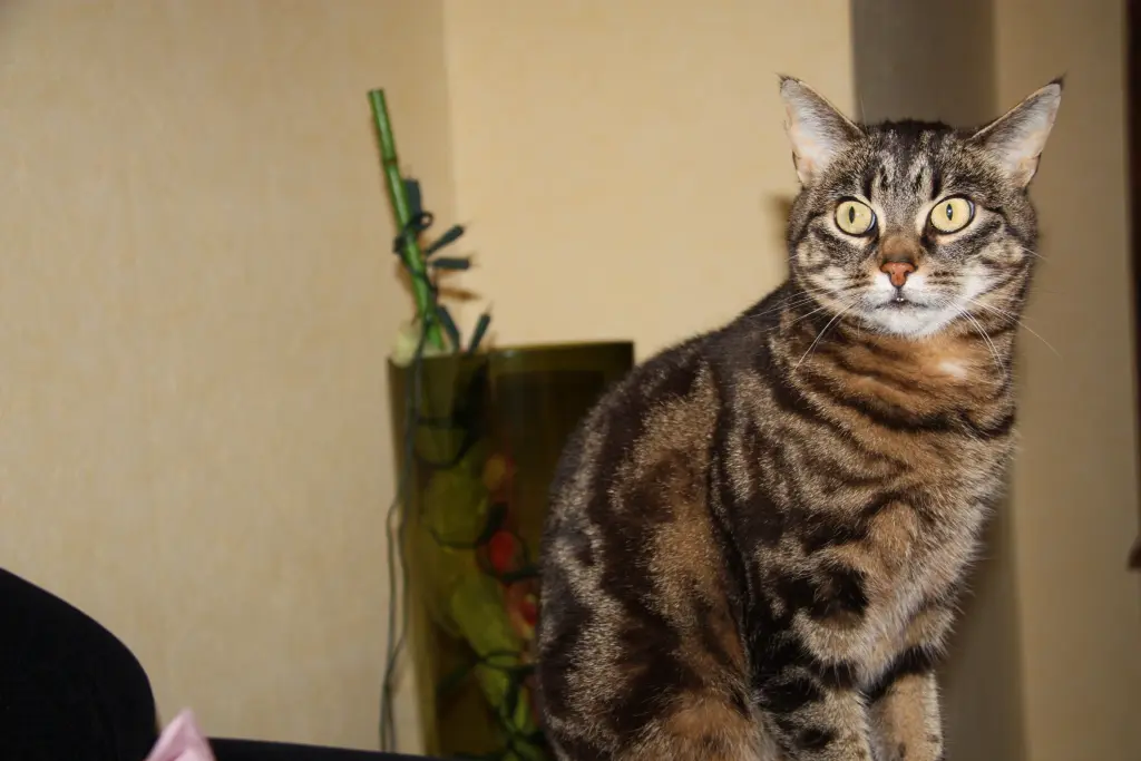 Condolence image of Frauchen