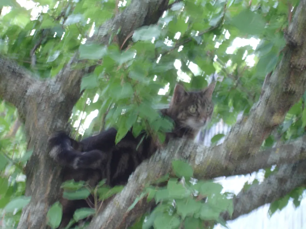 Condolence image of Frauchen