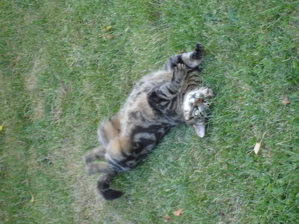 Condolence image of FRAUCHEN