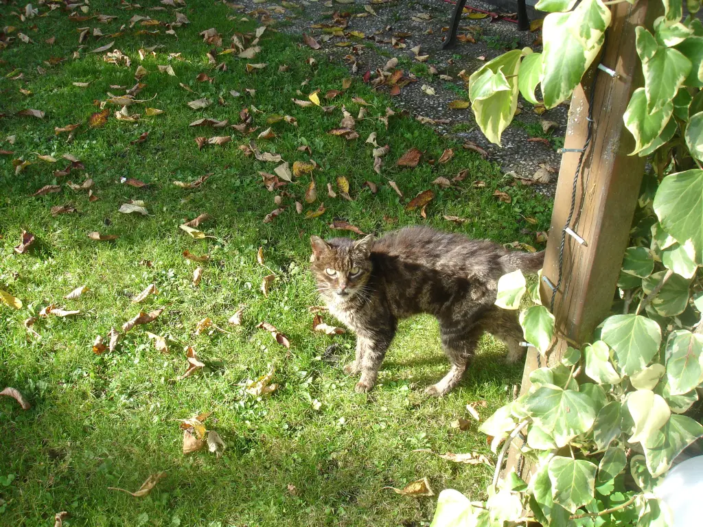 Condolence image of FRAUCHEN