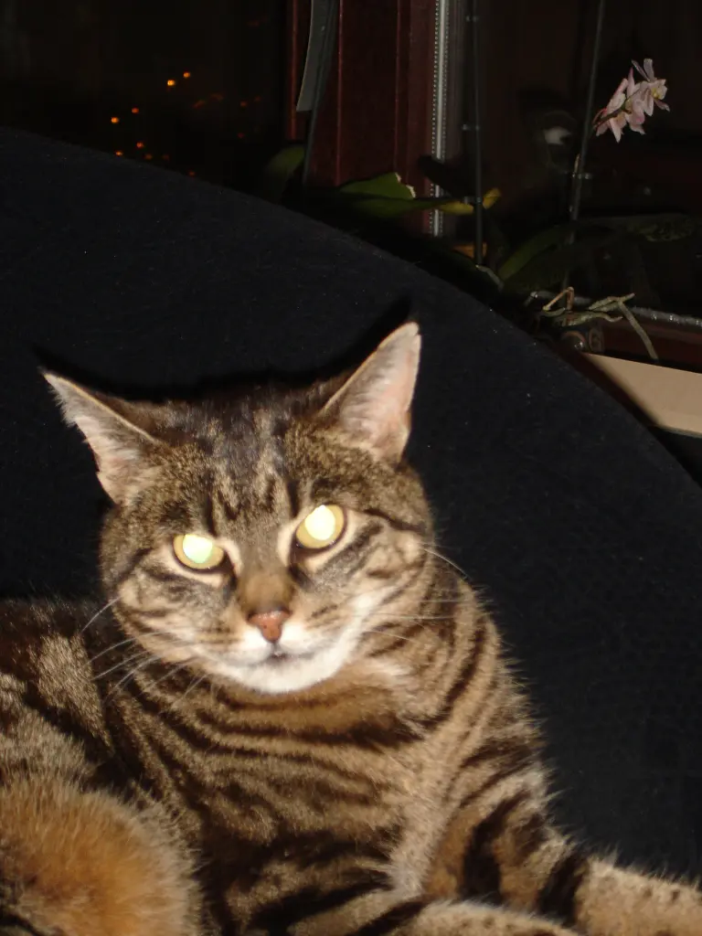 Condolence image of FRAUCHEN