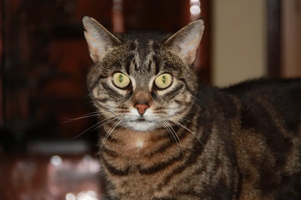 Condolence image of FRAUCHEN