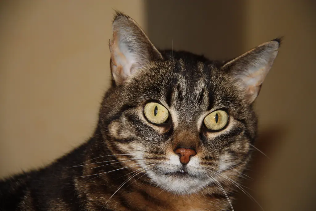 Condolence image of FÜR MEINEN ENGEL JULIE