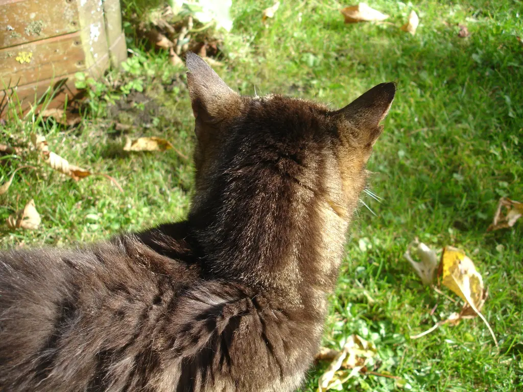 Condolence image of FRAUCHEN