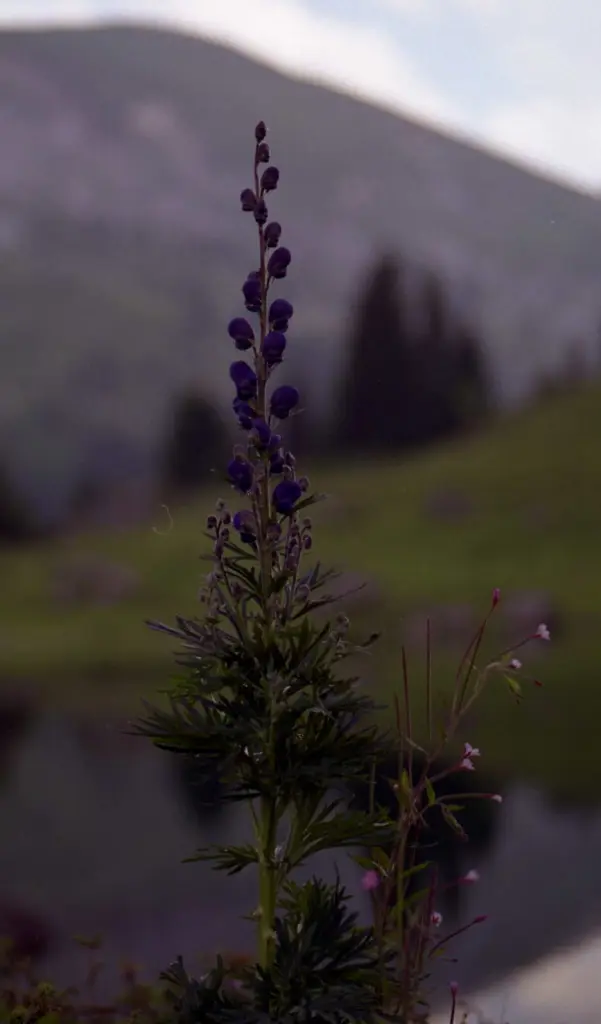 Condolence image of FÜR MEINEN ENGEL JULIE