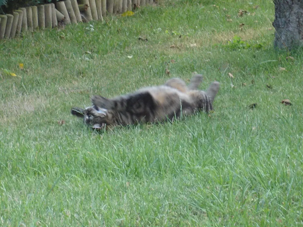 Condolence image of FRAUCHEN