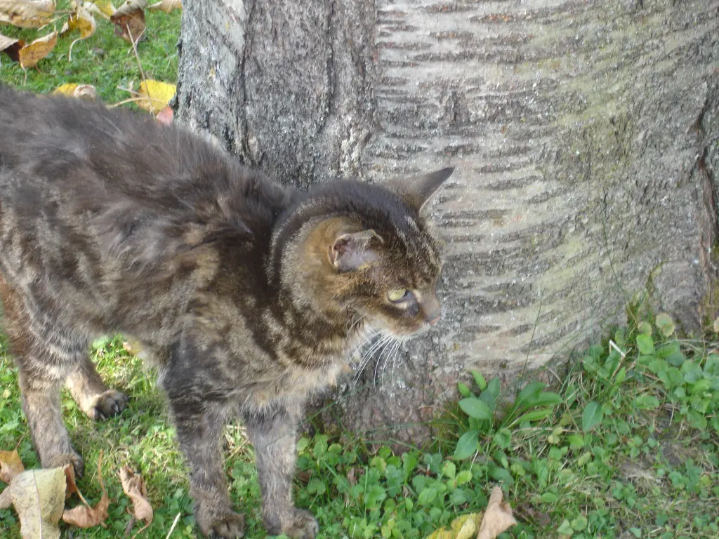 Condolence image of FRAUCHEN