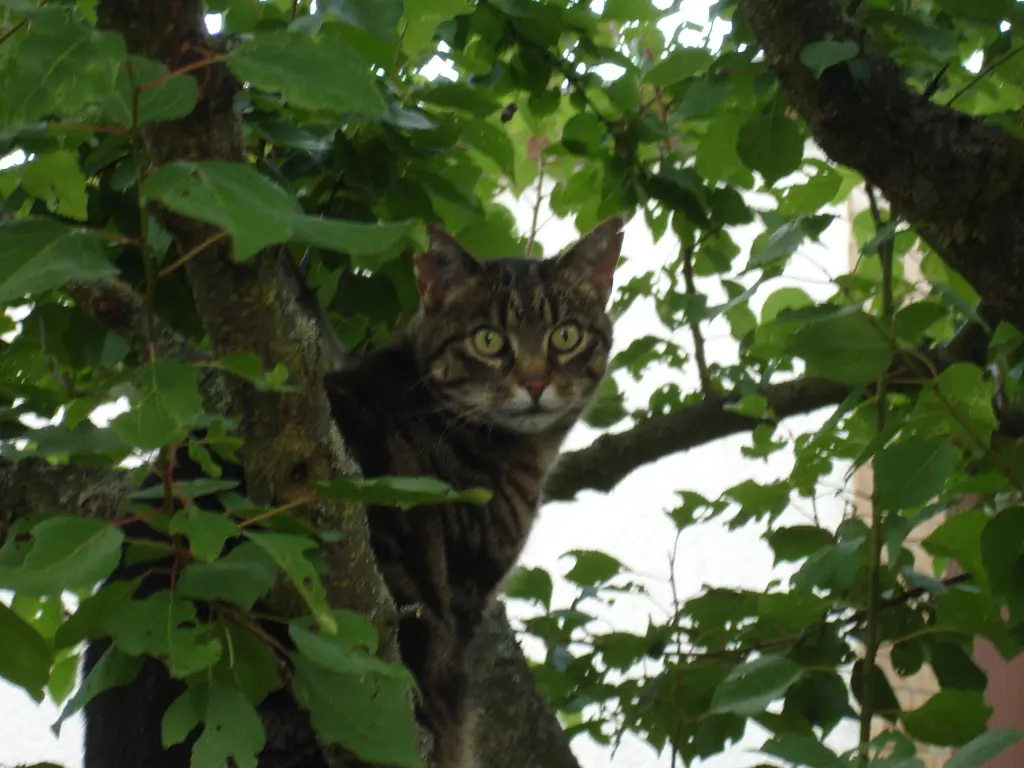 Condolence image of FRAUCHEN