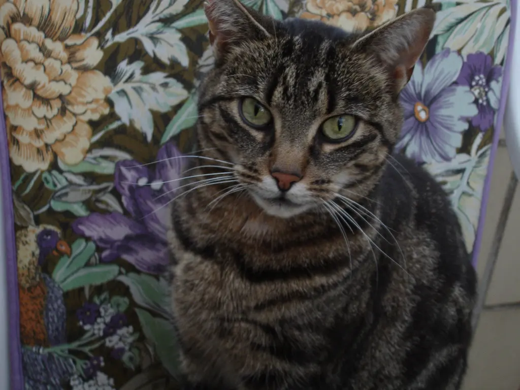 Condolence image of FÜR MEINEN ENGEL JULIE