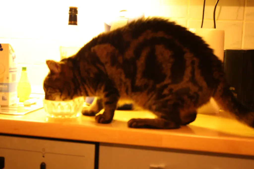 Condolence image of FRAUCHEN