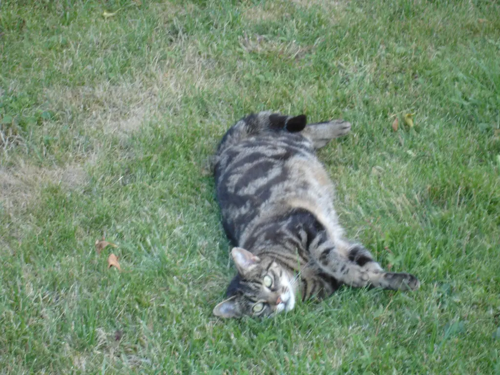 Condolence image of FRAUCHEN