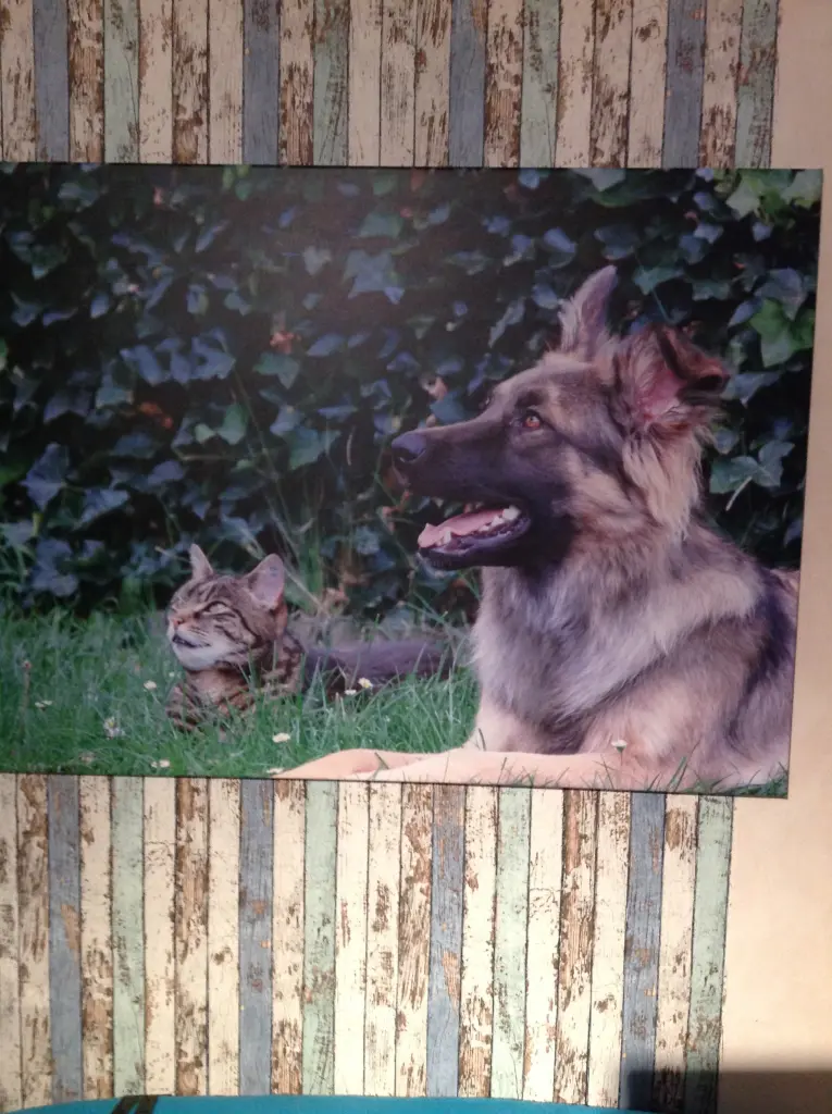 Condolence image of Frauchen