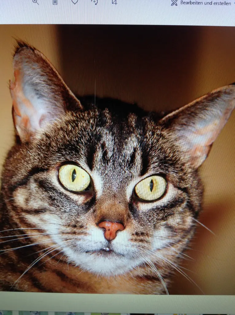 Condolence image of Frauchen 