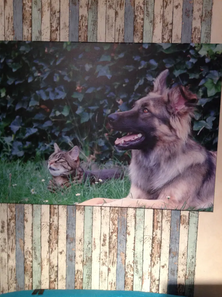 Condolence image of Frauchen